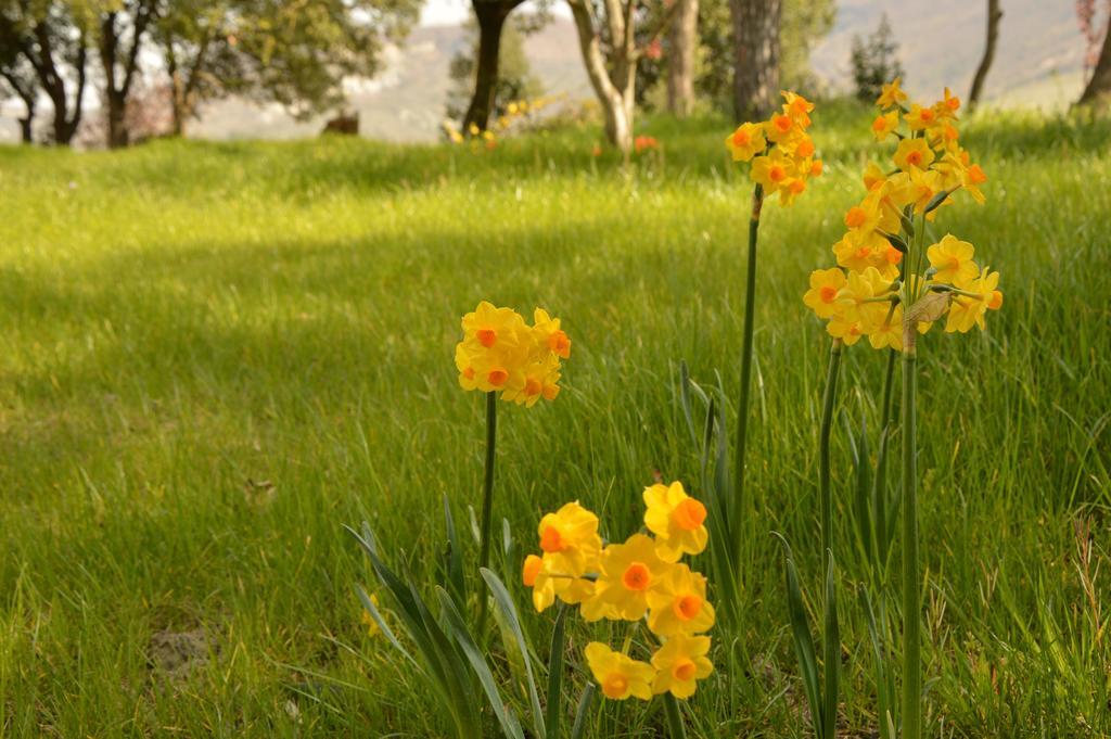 Agriturismo Riparossa Allerona Экстерьер фото